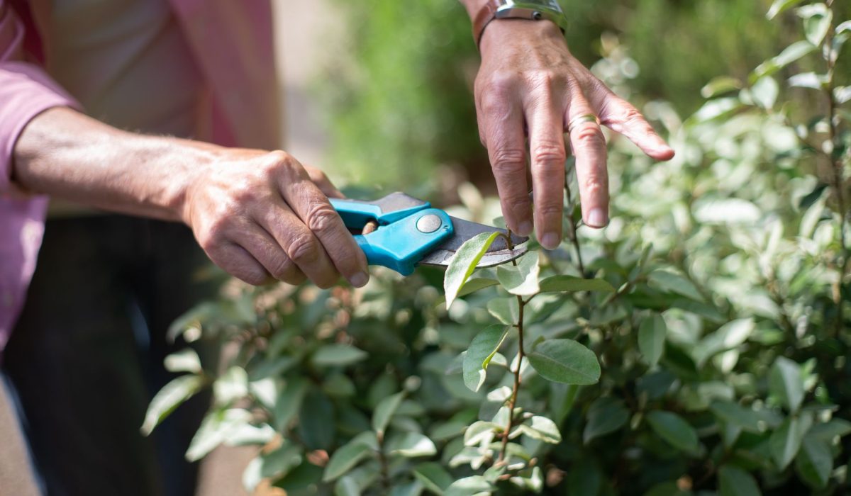 Mains taillant un arbuste au secateur dans un jardin