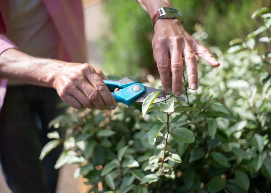 Mains taillant un arbuste au secateur dans un jardin