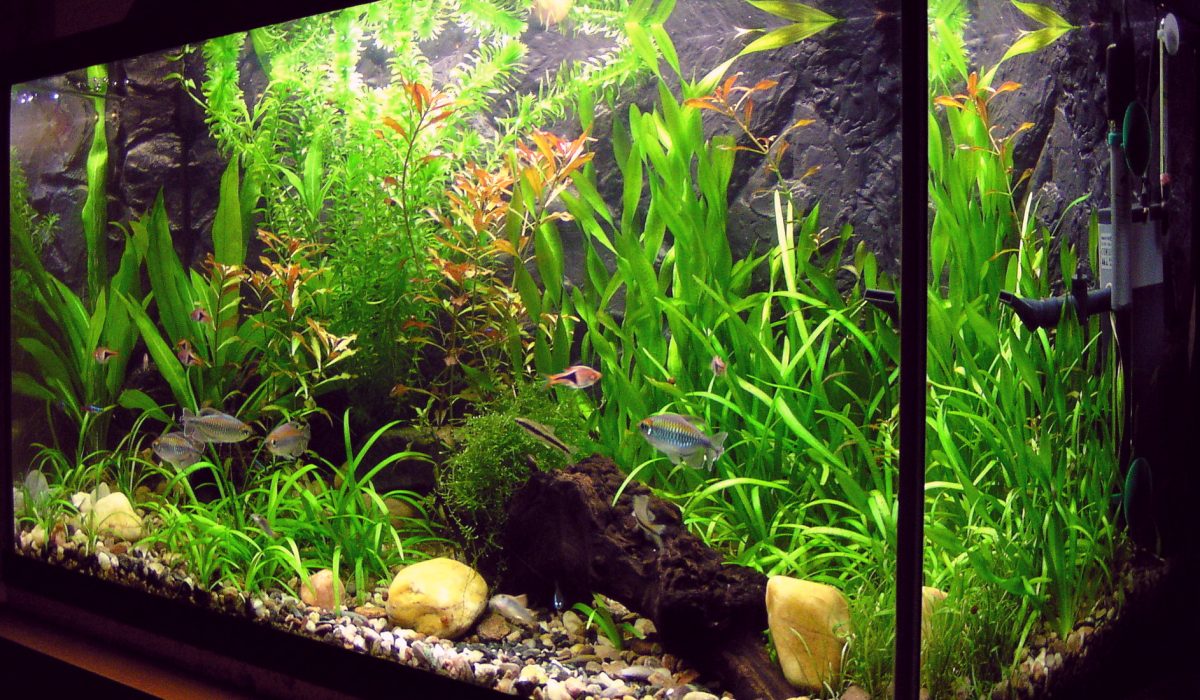 aquarium d’eau douce planté de 100 litres avec vallisnéries, racine et petits poissons tropicaux