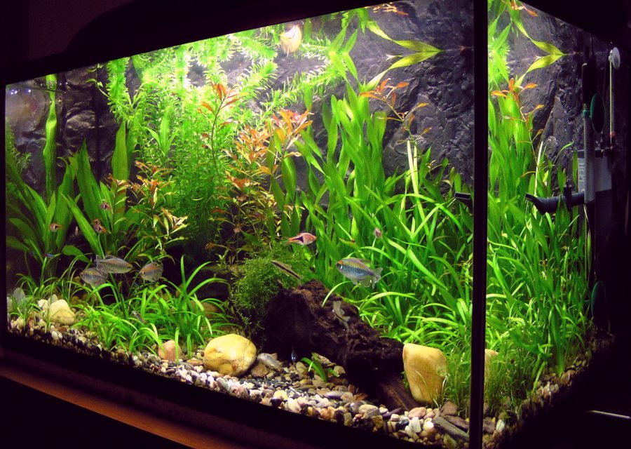 aquarium d’eau douce planté de 100 litres avec vallisnéries, racine et petits poissons tropicaux