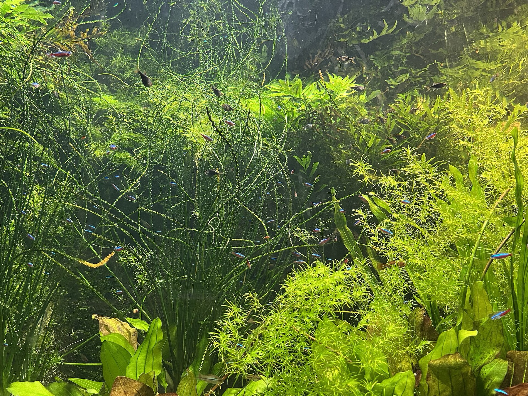 plantes aquatiques denses dans un aquarium d'eau douce avec un banc de petits poissons