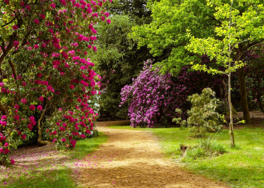 Allee de jardin fleurie bordee de massifs de rhododendrons roses et violets