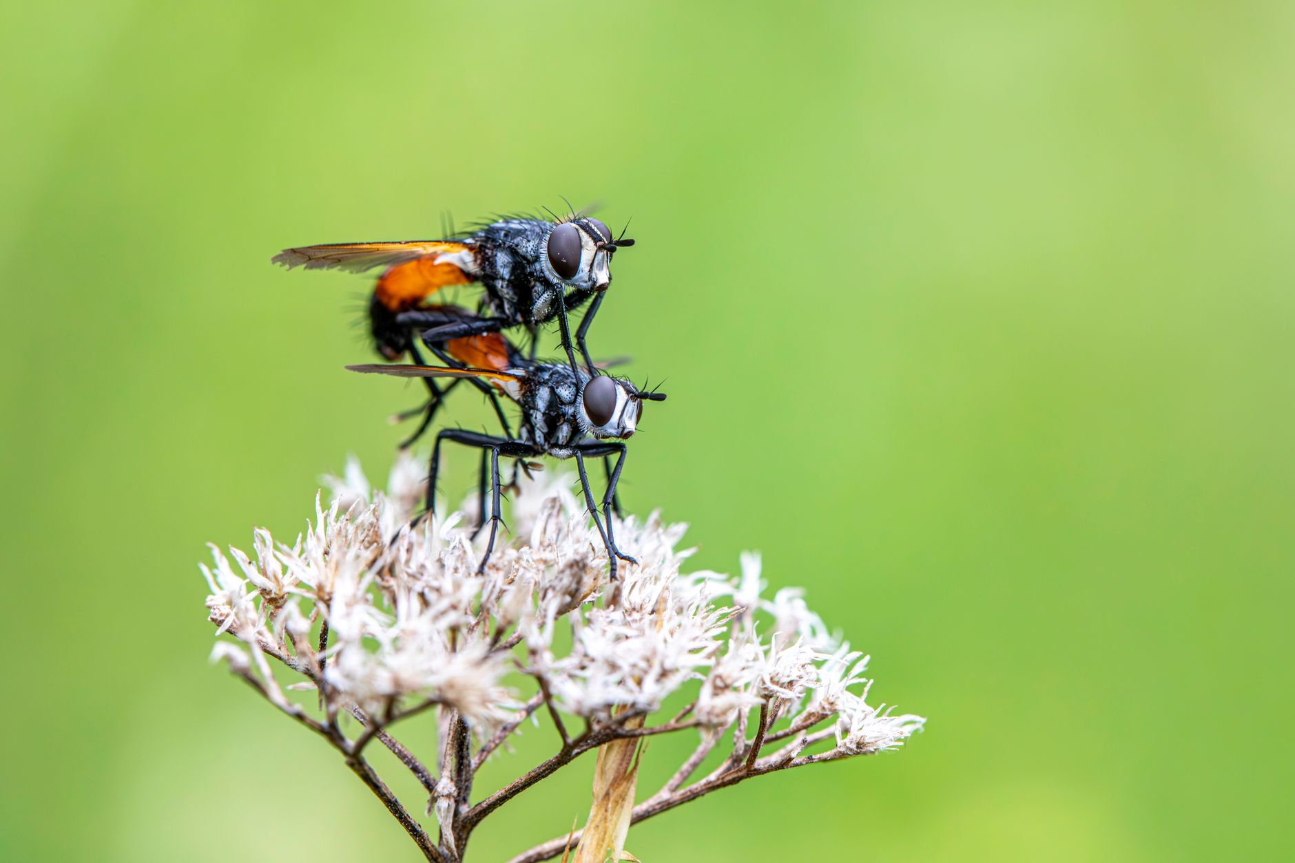 Distinguer et Arroser Vos Plantes Similaires