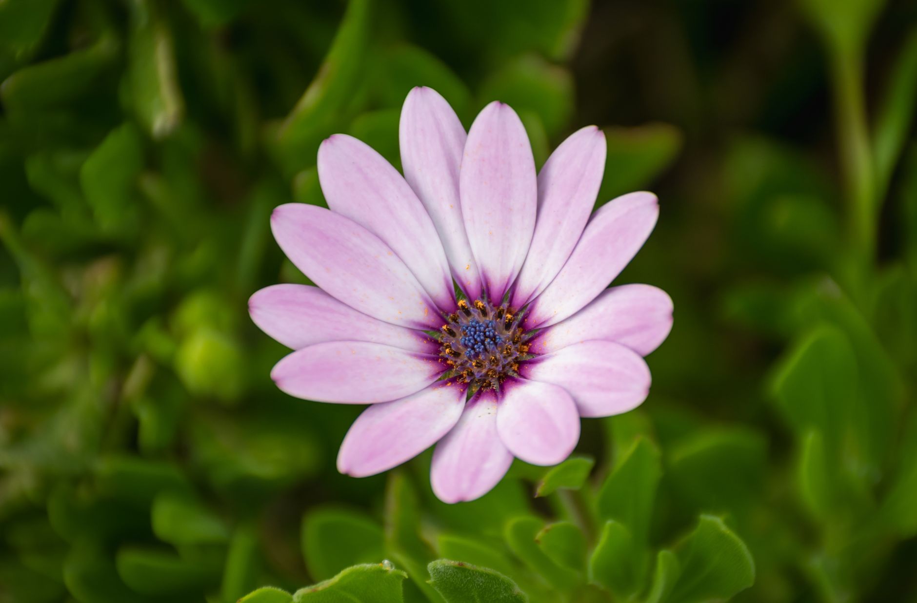 Aménager son jardin de manière écologique et durable