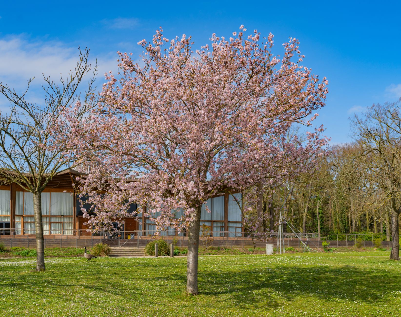 Quel arbre planter pour réduire la chaleur dans votre maison ?