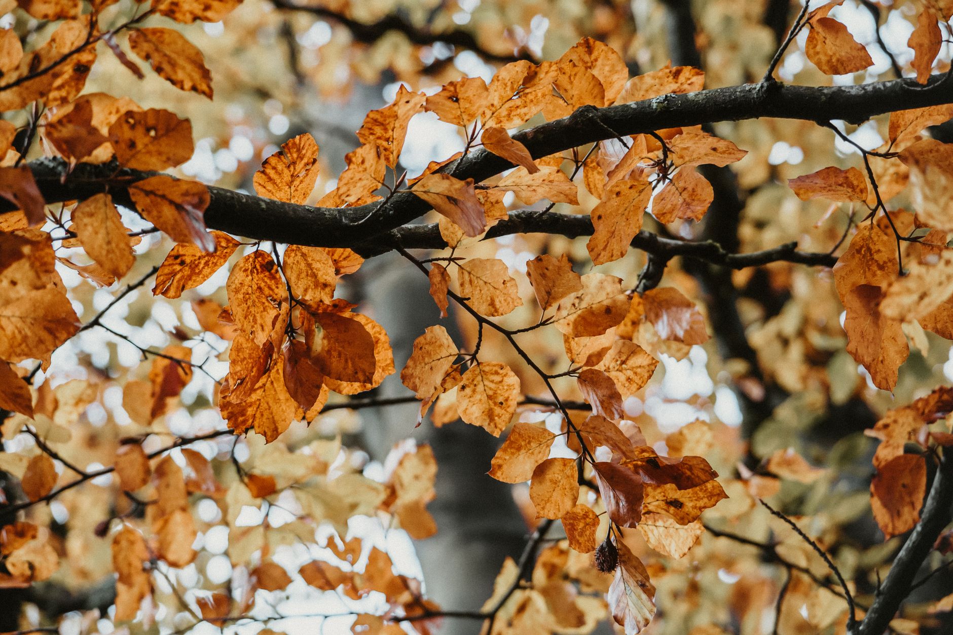 Quels arbres planter dès maintenant pour embellir votre jardin cet automne ?