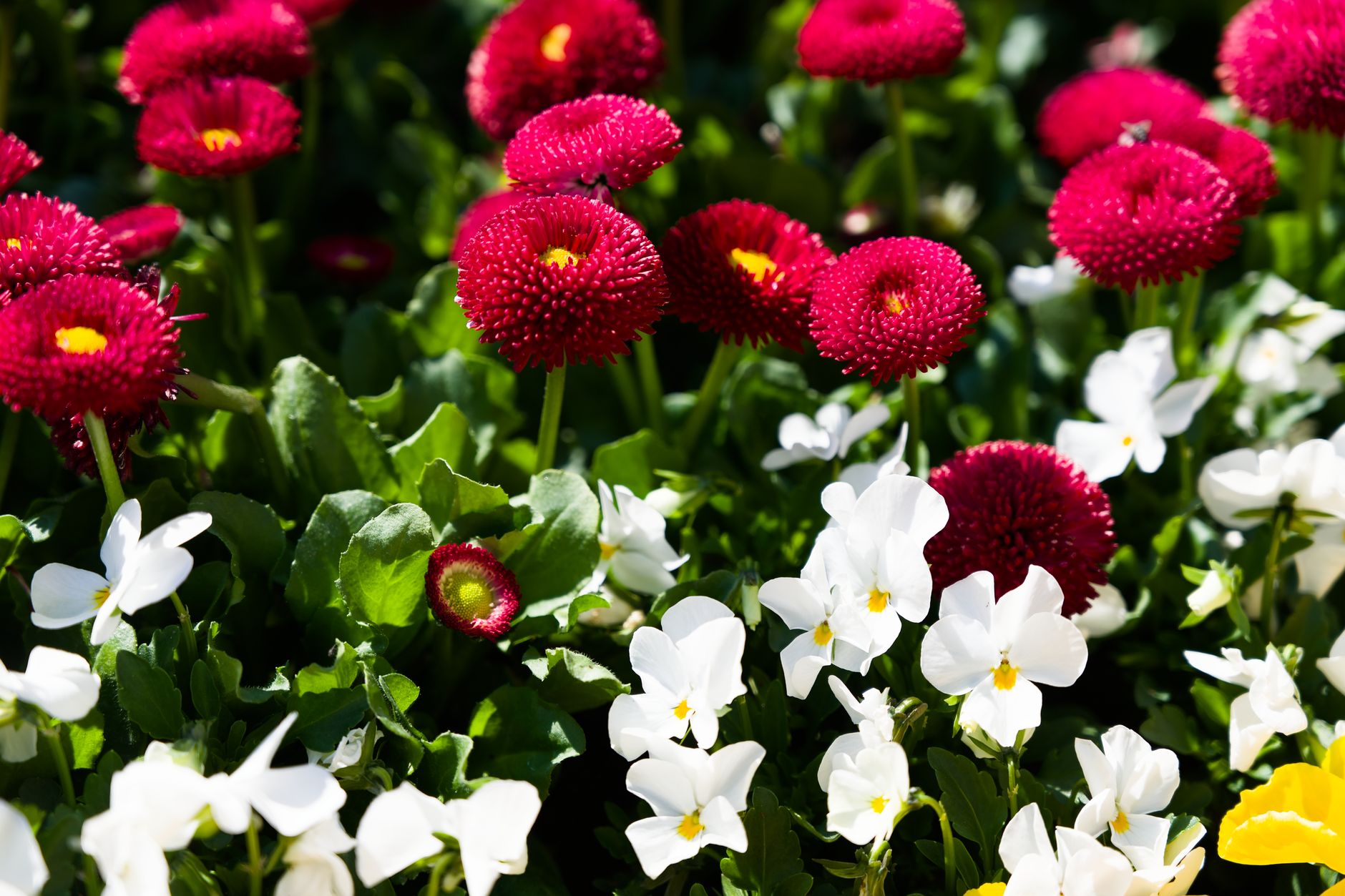 Plantes à repiquer en septembre pour un jardin fleuri au printemps