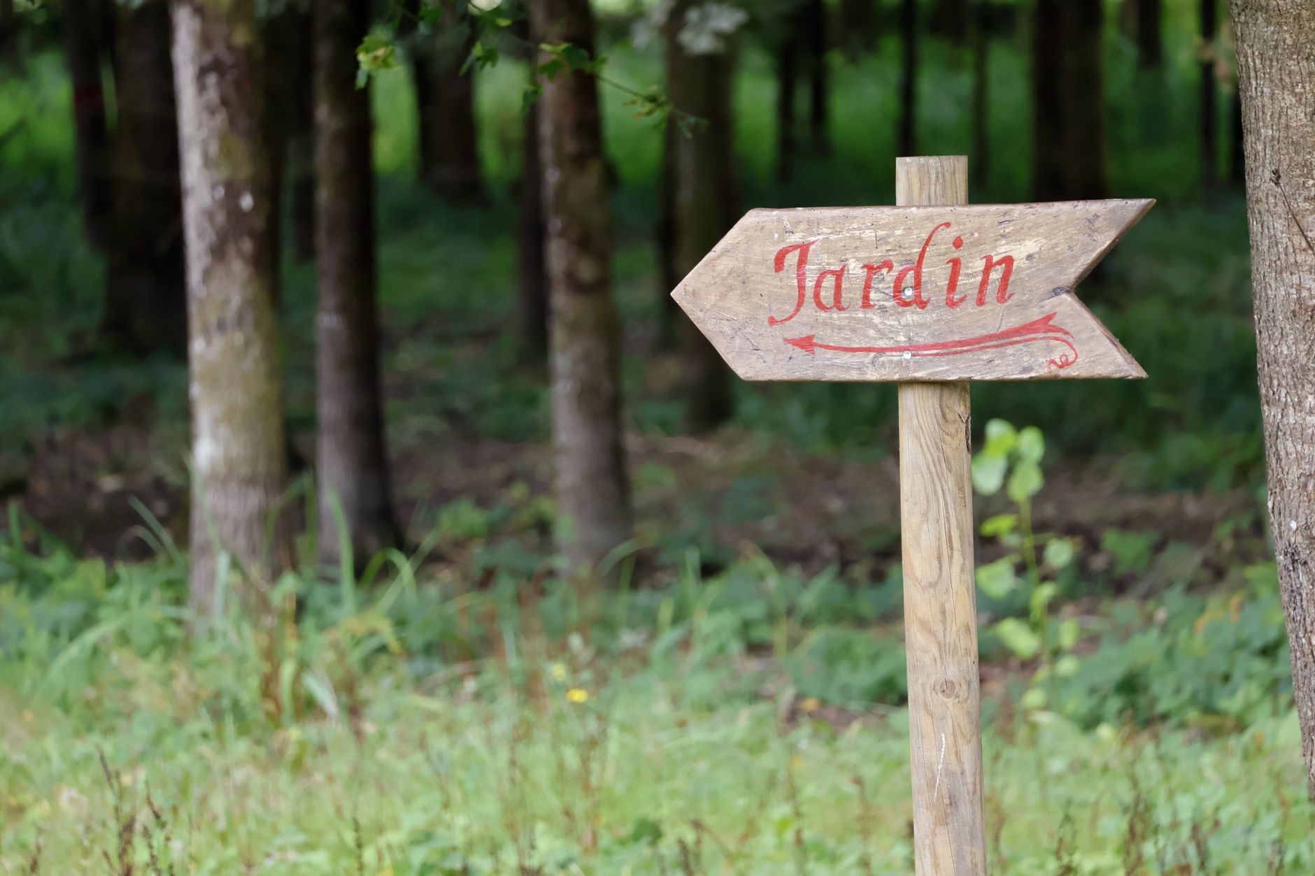 Préparez votre jardin pour l'automne : conseils d'entretien essentiels