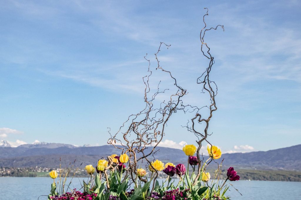 Massif de tulipes au bord d un lac, montagnes suisses à l horizon