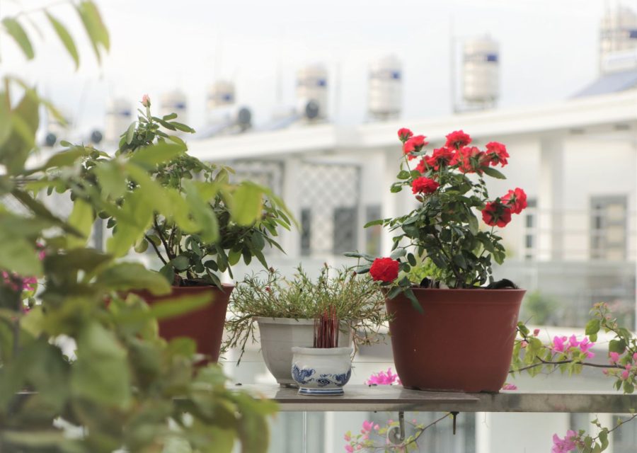 Pots de rosiers fleuris sur un balcon en ville