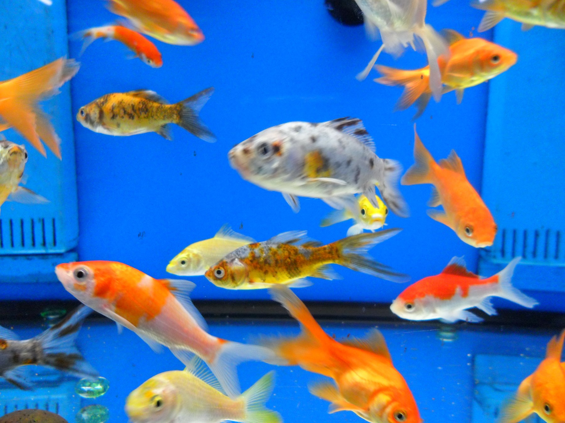 poissons rouges de plusieurs variétés nageant dans un bac d'eau douce