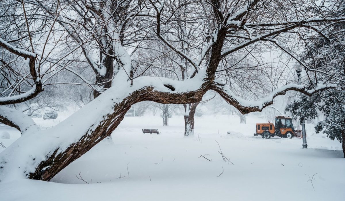 Prix d'abattage d'arbre selon la hauteur et l'accès