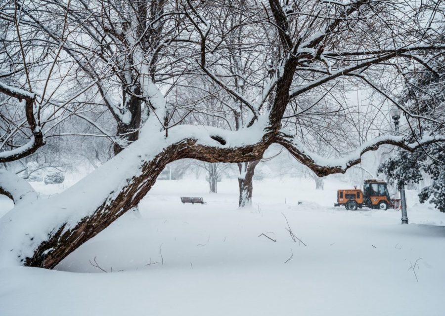 Prix d'abattage d'arbre selon la hauteur et l'accès
