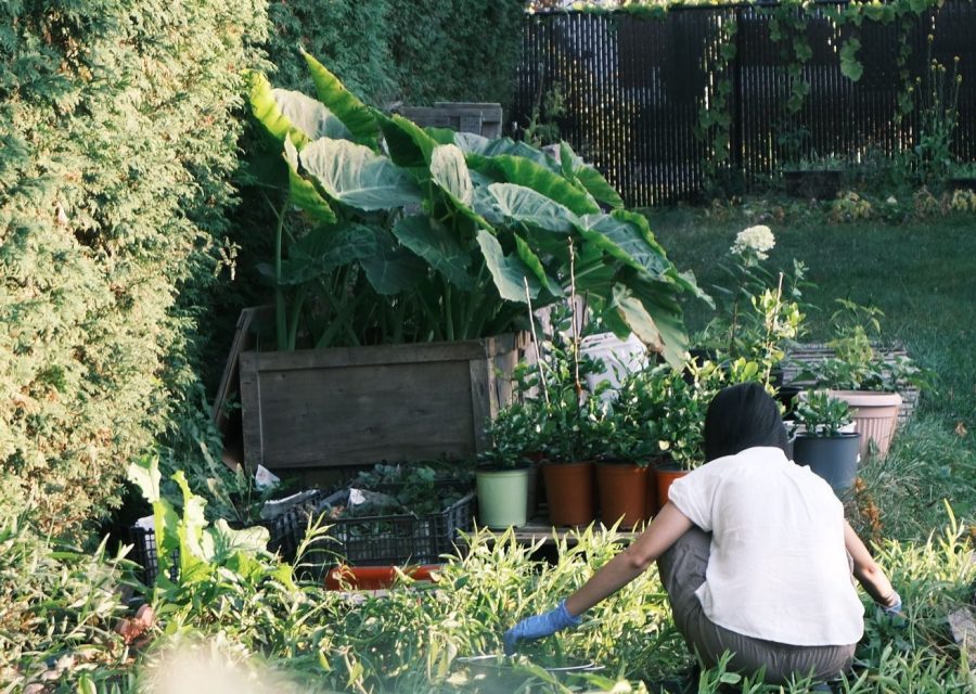 Astuces pour réduire le budget d'entretien du jardin