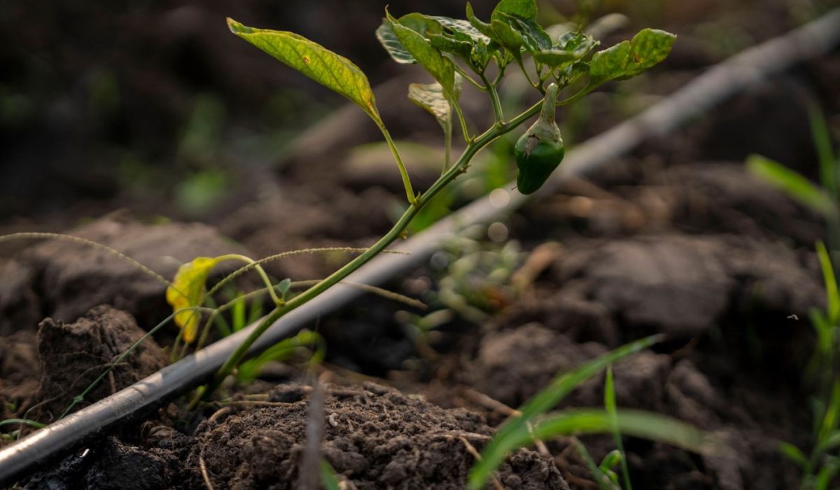 Réduire sa facture d'eau à la maison et au jardin
