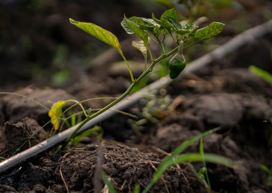 Réduire sa facture d'eau à la maison et au jardin