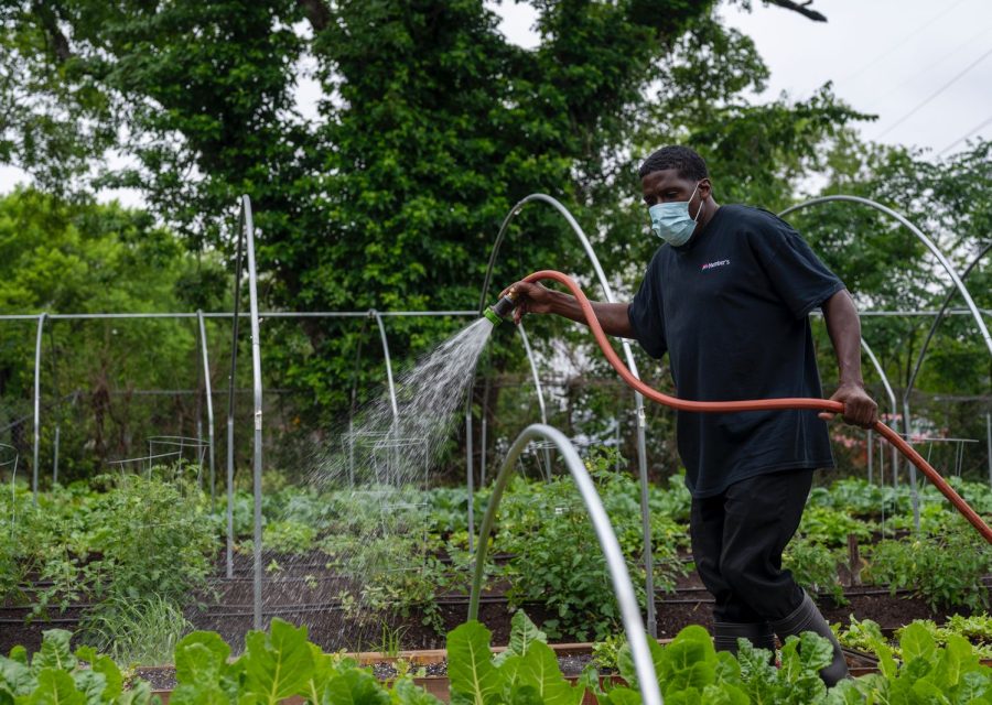 Jardinier arrosant un potager au tuyau darrosage