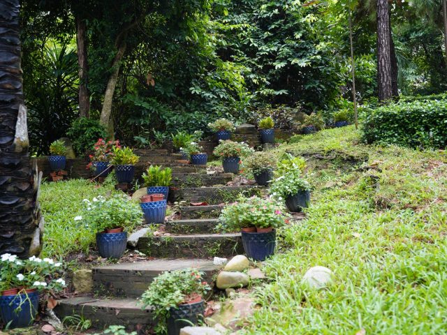 Quelles solutions pour remplacer la pelouse dans un jardin de moins de 50 m² ?
