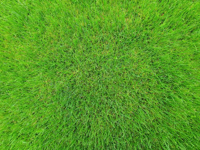 Comment sauver votre pelouse durant les fortes chaleurs d&rsquo;été ?