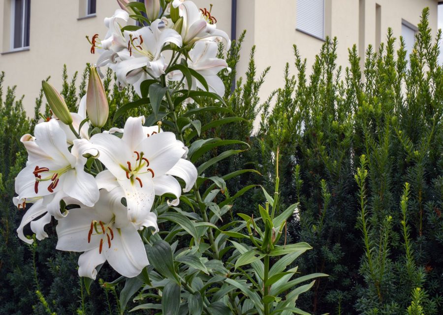 Massif de lys blancs devant une haie de conifères, jardin residentiel