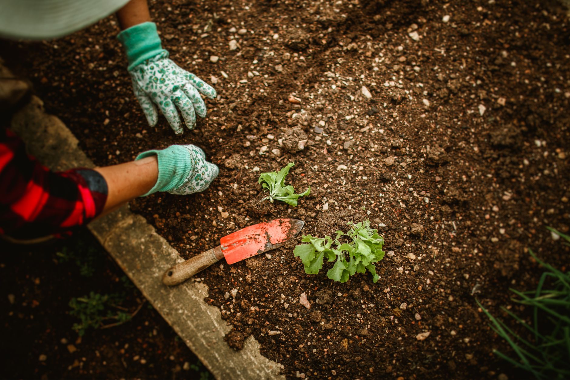 Choisir le terreau adapté pour son potager