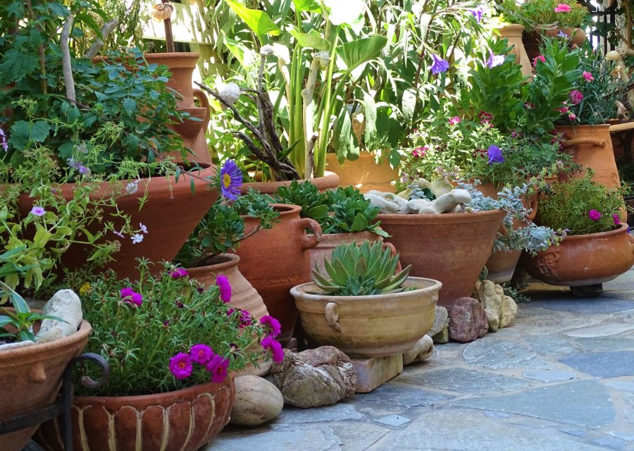 Pots de plantes mediterraneennes sur une terrasse ensoleillee