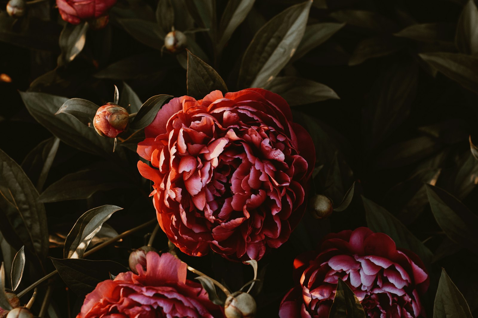 Pourquoi tailler vos pivoines en automne assure une floraison éclatante