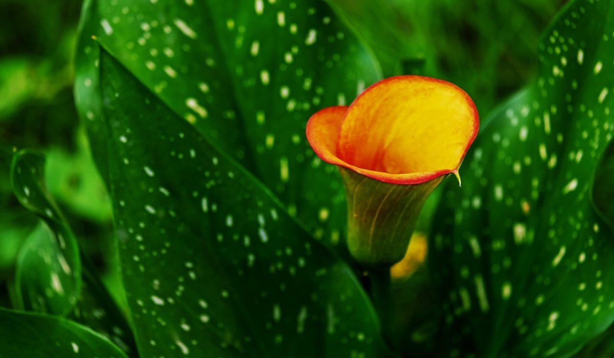 Arums avant l'hiver : faut-il couper les feuilles ?