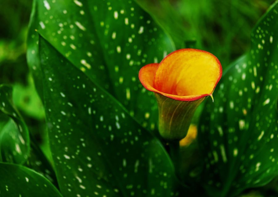 Arums avant l'hiver : faut-il couper les feuilles ?
