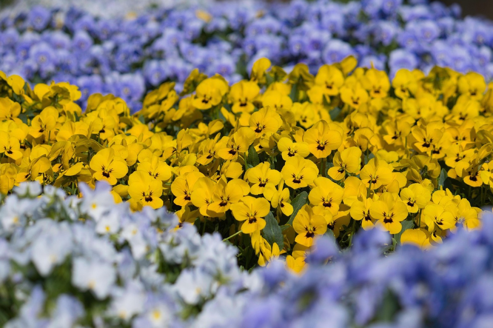 Paillis sec étalé au pied de plantes à feuillage avant l'hiver