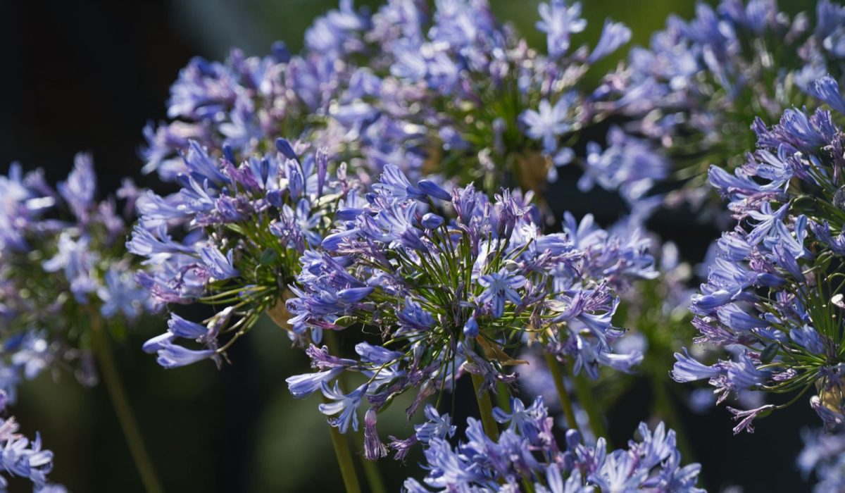 Faut-il couper les agapanthes avant l'hiver ?