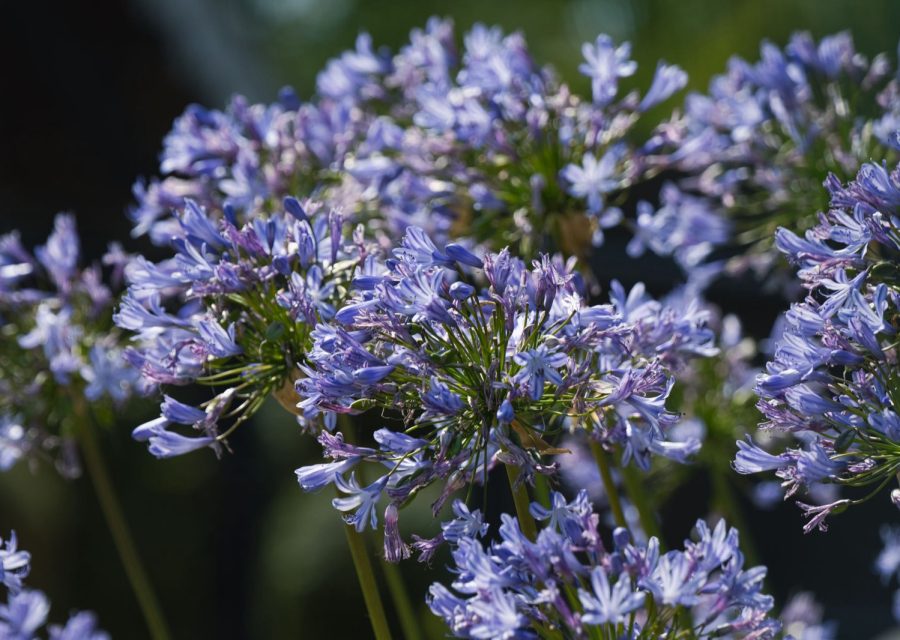 Faut-il couper les agapanthes avant l'hiver ?