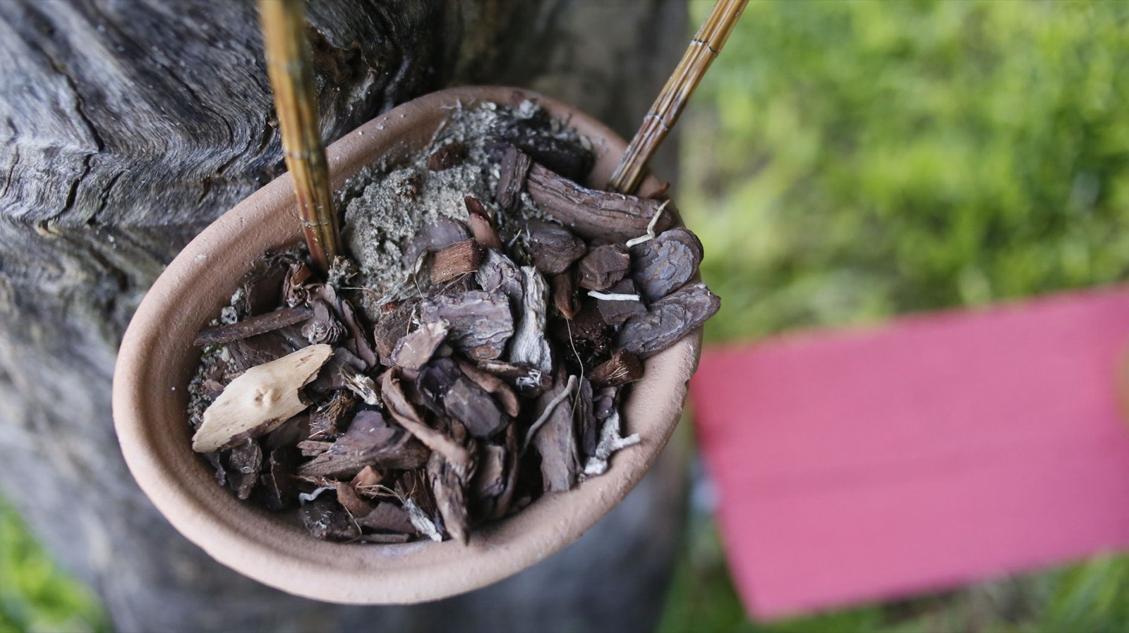 Pot d'agapanthe avec paillis de protection pour l'hiver