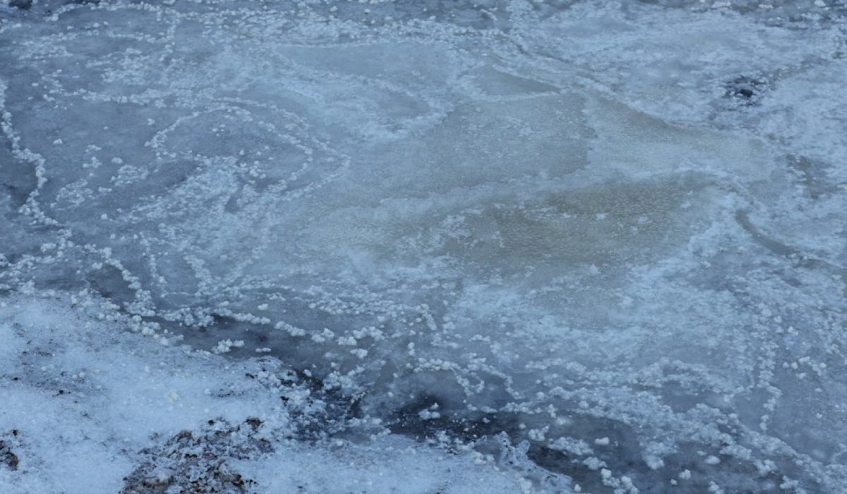 Nourrir les poissons de bassin en hiver : la bonne fréquence