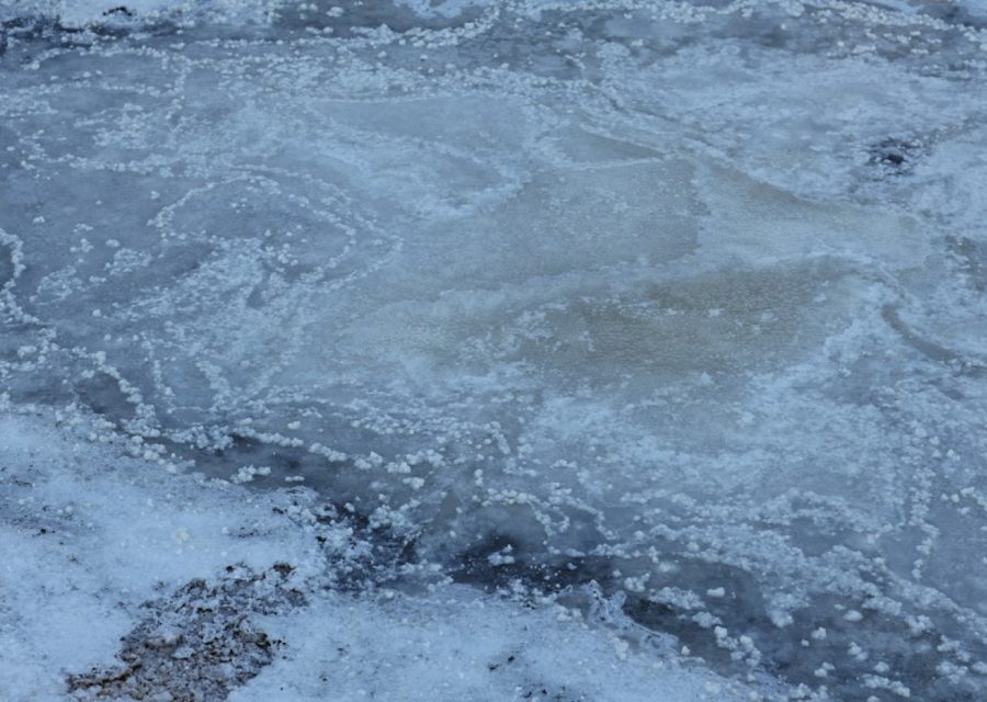 Nourrir les poissons de bassin en hiver : la bonne fréquence