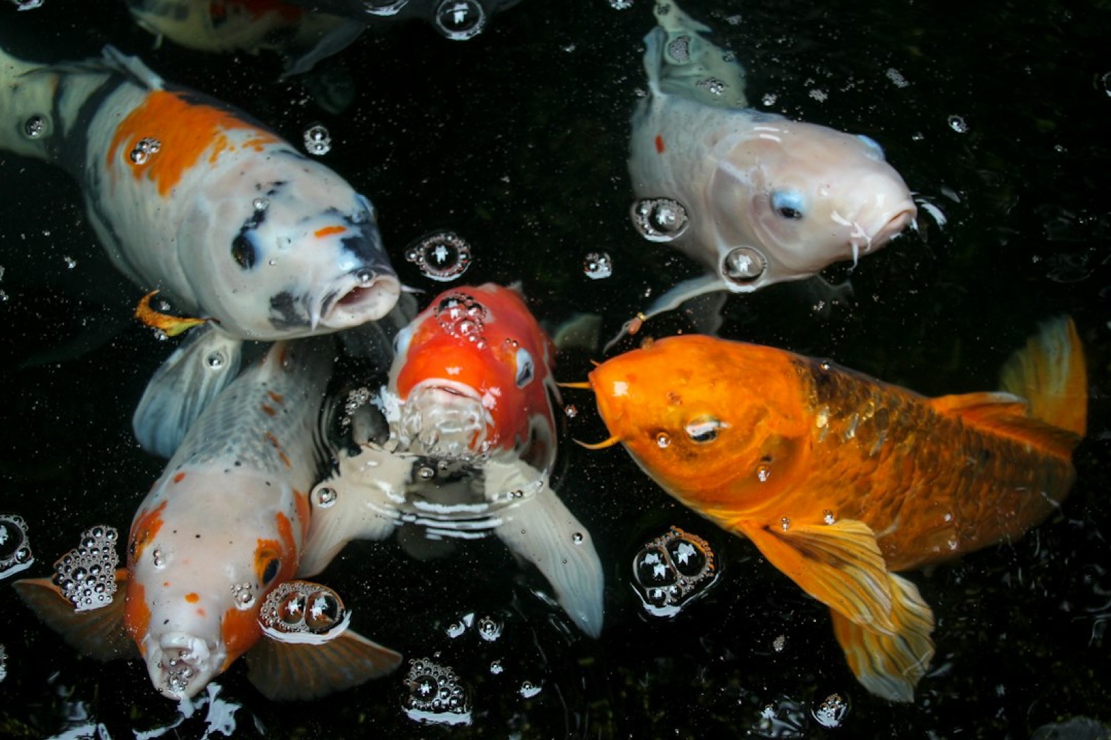 Poisson koï remontant vers la surface d'un bassin en hiver pour se nourrir