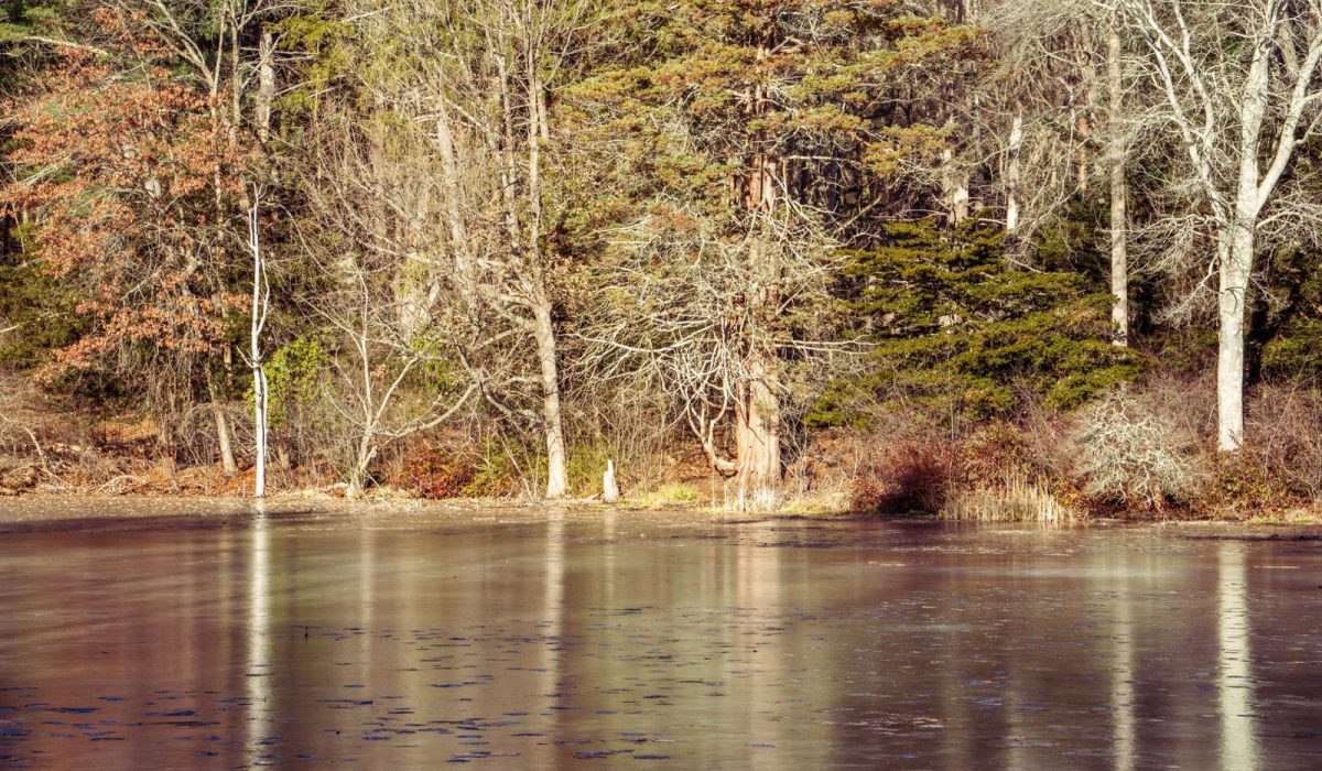 Nourrir les poissons de bassin en hiver : la règle de température