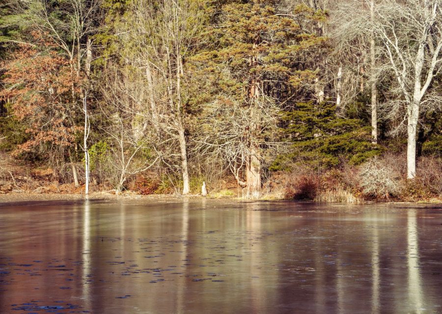 Nourrir les poissons de bassin en hiver : la règle de température