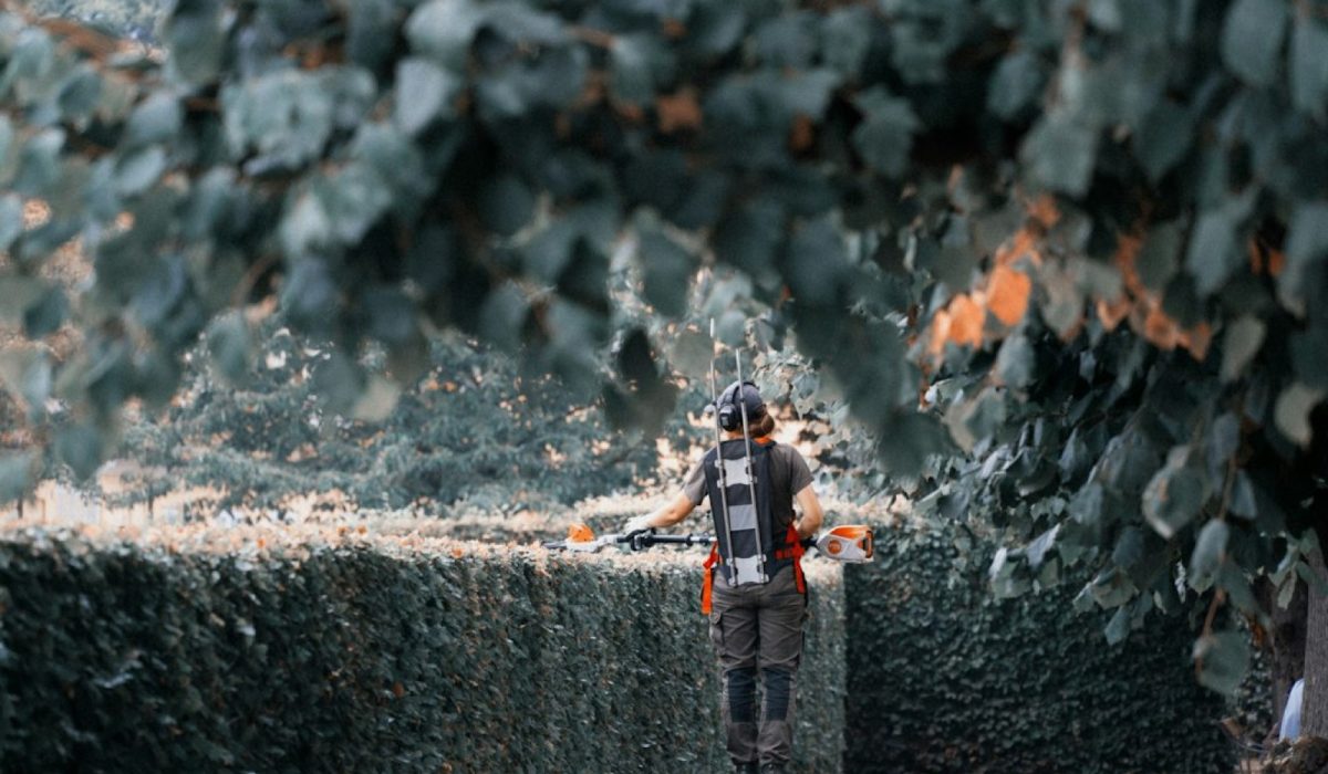 Quand tailler les haies avant l'hiver : le bon créneau