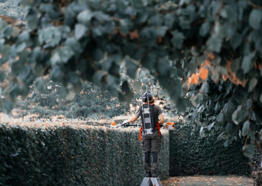 Quand tailler les haies avant l'hiver : le bon créneau