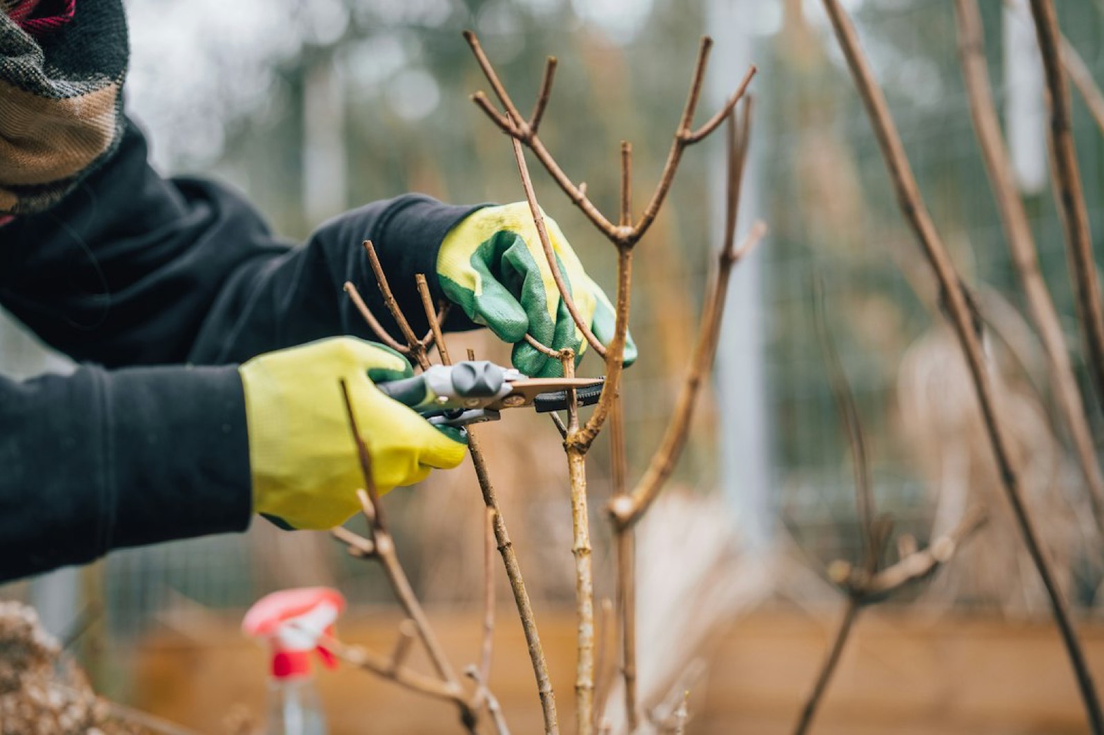 Jardinier taillant une haie à l'automne avant l'hiver